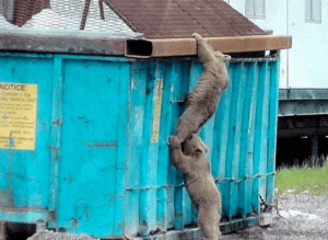 Dumpster Rental: Bears in Dumpster