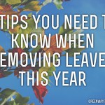 5 Tips You Need to know about Leaf Removal