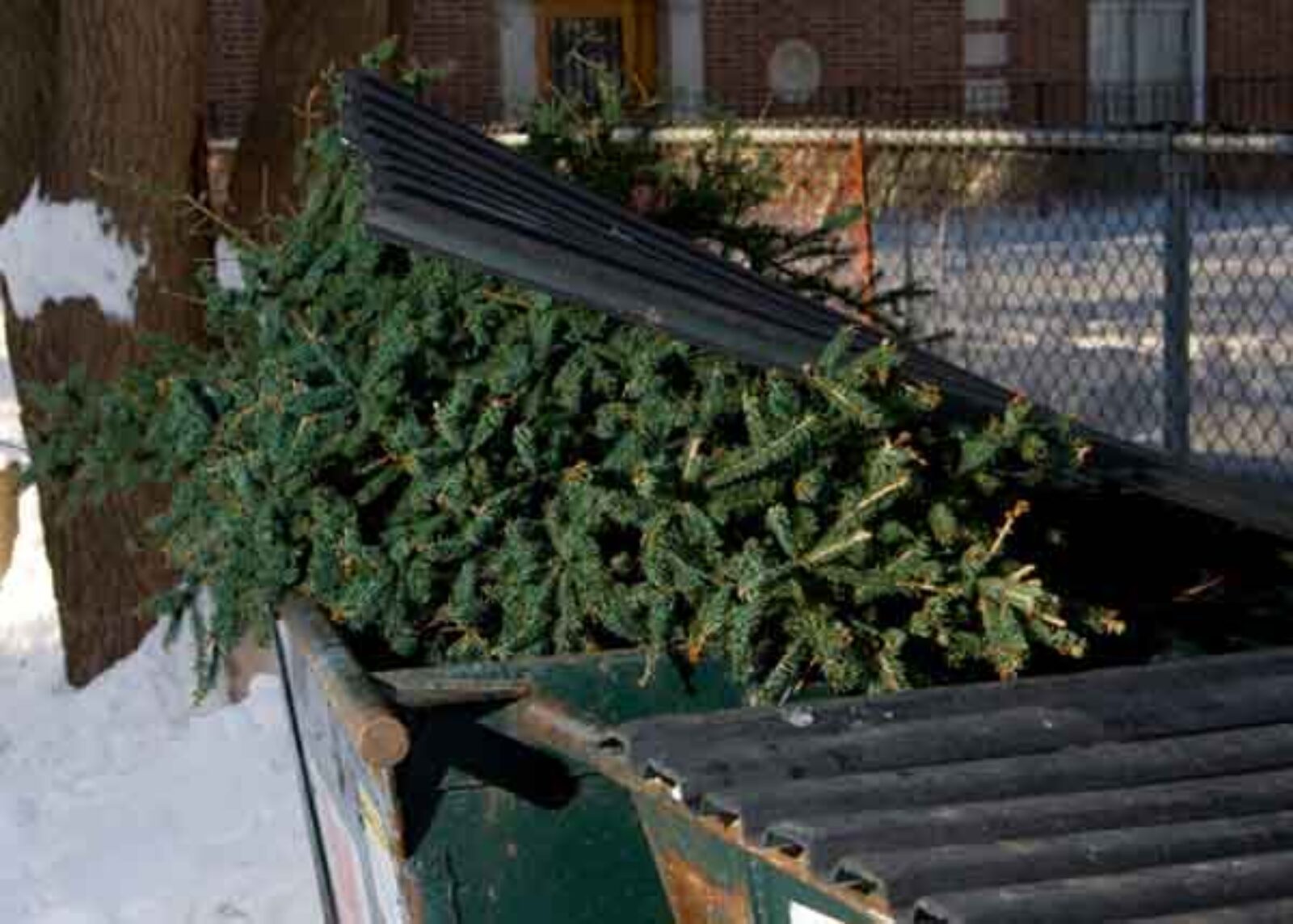 A Christmas tree being unloaded into a dumpster.