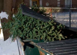 A Christmas tree being unloaded into a dumpster.